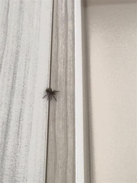 房間一直出現小蜘蛛
